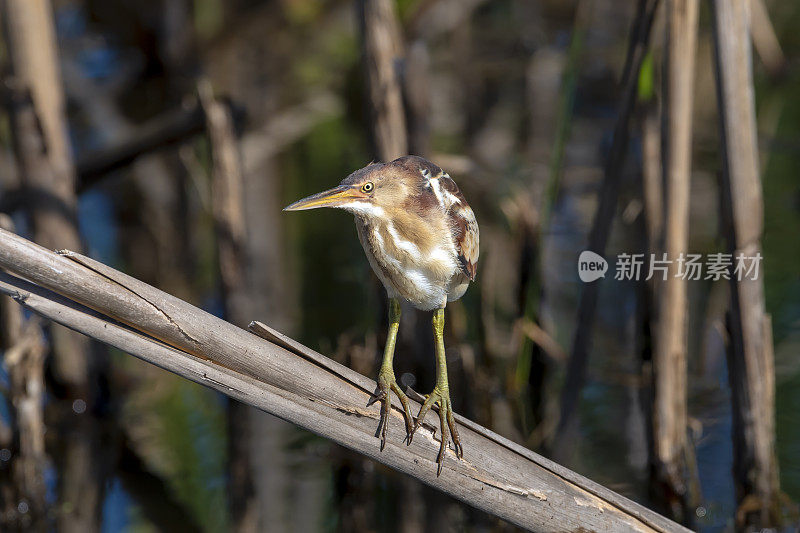 阿纳瓦克NWR的Least Bittern